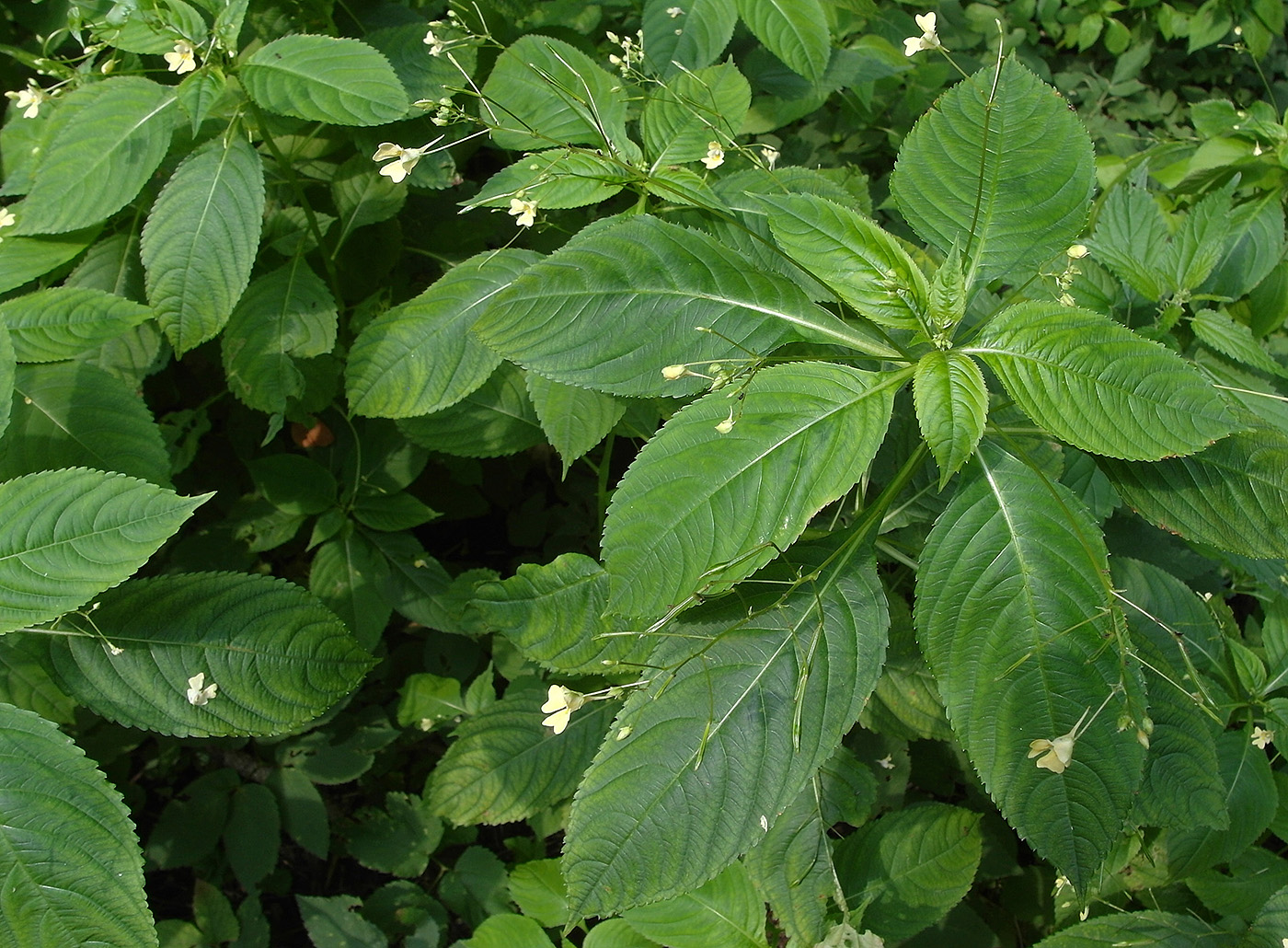 Изображение особи Impatiens parviflora.