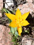 Tulipa tschimganica