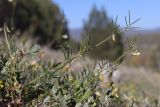 View full-size image Lathyrus saxatilis