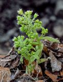 View full-size image Petasites albus