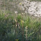 View full-size image Silene borysthenica