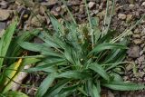 View full-size image Plantago lanceolata