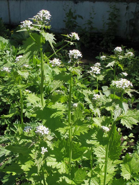 Image of Alliaria petiolata specimen.