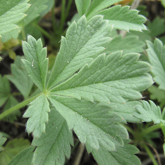 Изображение особи Potentilla incana.