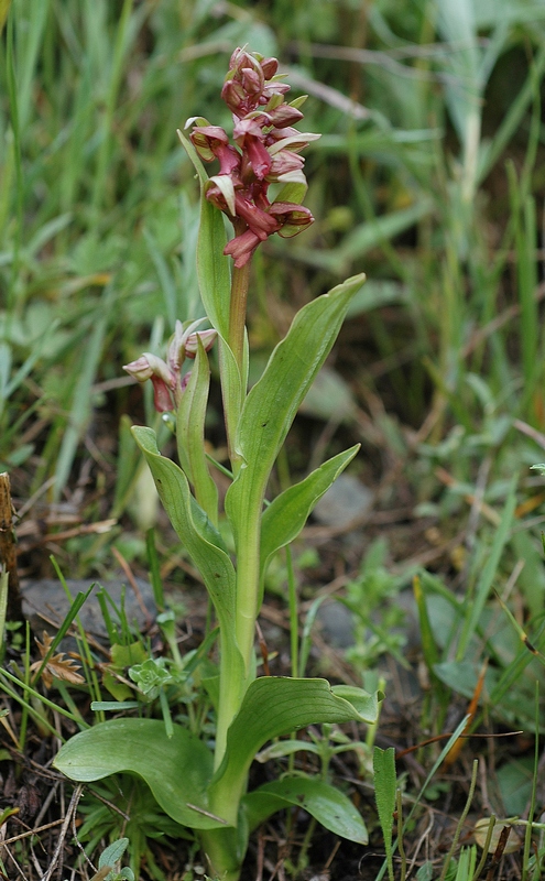 Изображение особи Dactylorhiza viridis.