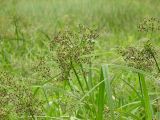 Scirpus sylvaticus