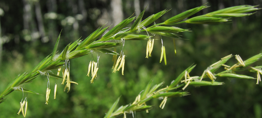 Image of Elytrigia repens specimen.