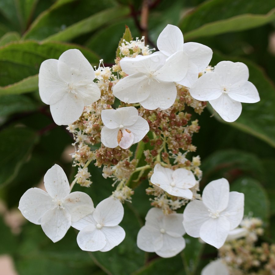 Image of Hydrangea heteromalla specimen.