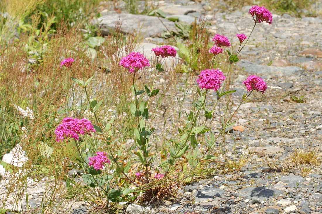 Изображение особи Silene compacta.