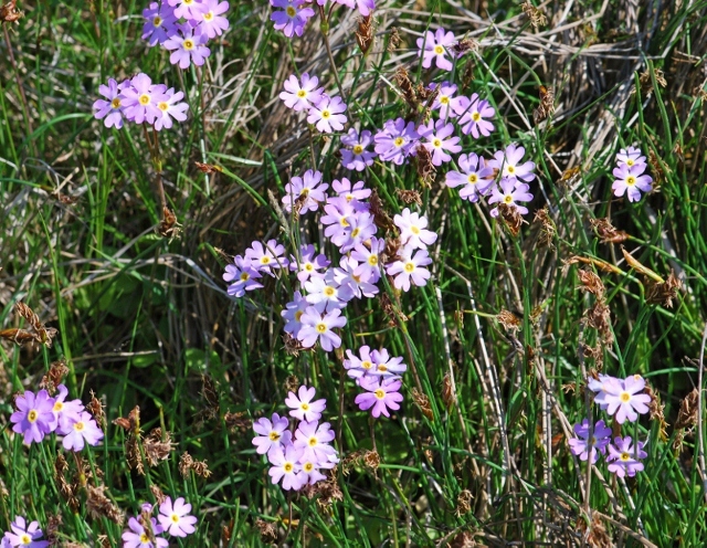 Image of Primula finmarchica specimen.