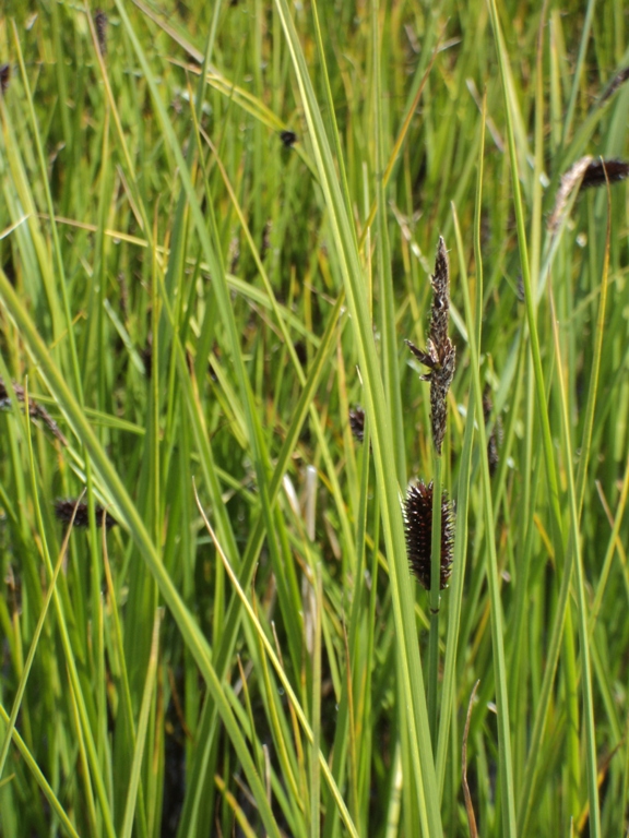 Image of Carex pamirica ssp. dichroa specimen.