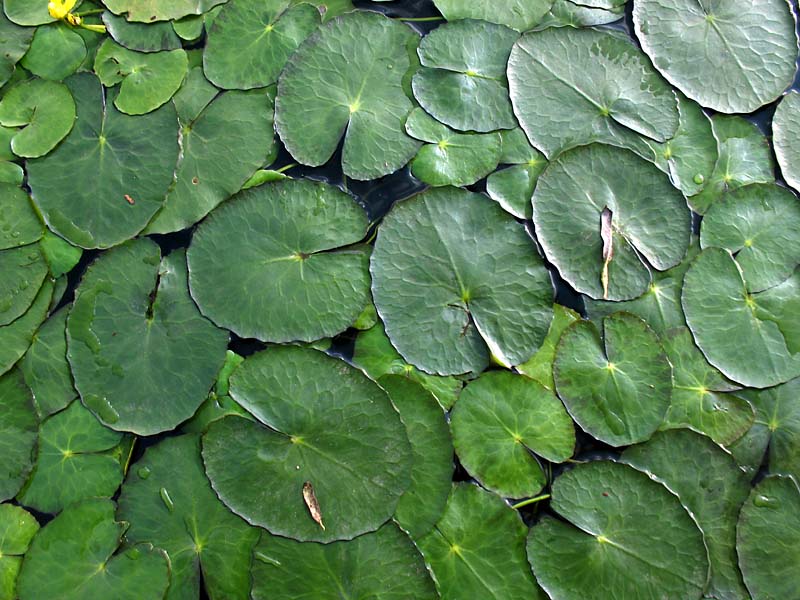 Image of Nymphoides peltata specimen.