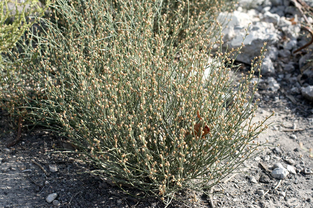 Image of Dodartia orientalis specimen.