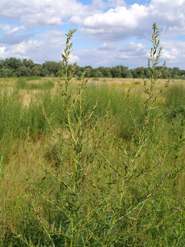 Изображение особи Artemisia dracunculus.