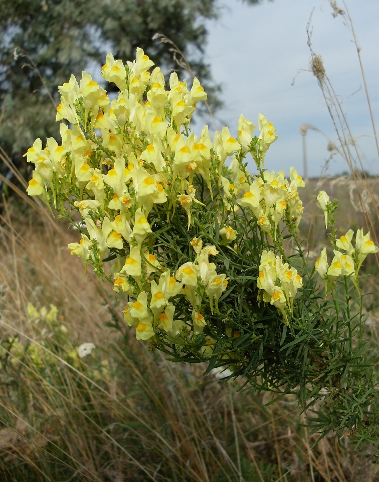 Image of Linaria ruthenica specimen.