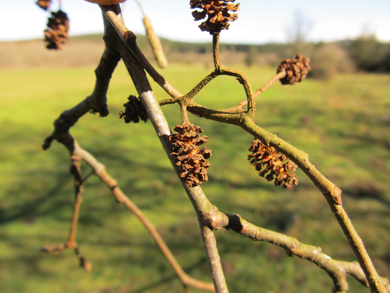 Изображение особи Alnus glutinosa.