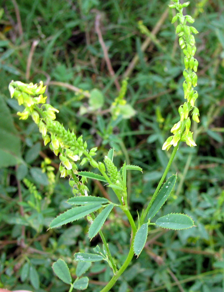 Изображение особи Melilotus dentatus.