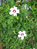 Hibiscus syriacus. Цветущее растение на сетке забора. Крым, г. Саки, дачный участок возле базы отдыха \"Прибой\". 24.08.2011.