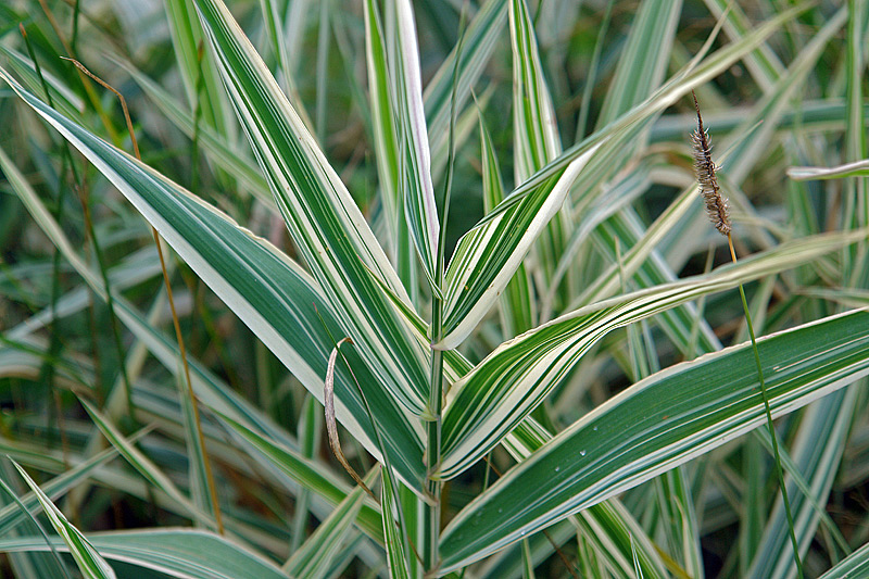 Image of Phalaroides japonica specimen.