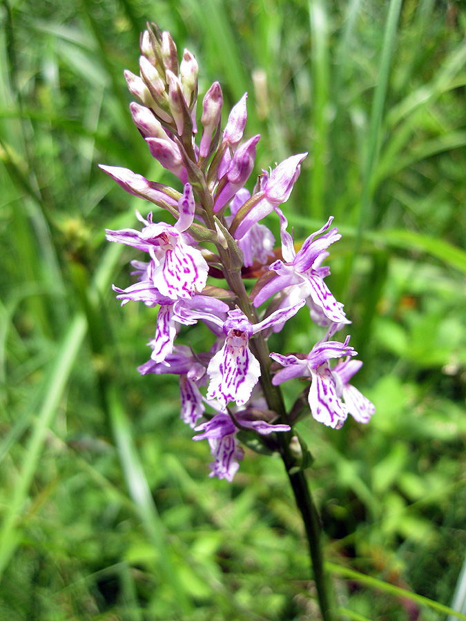 Image of Dactylorhiza maculata specimen.