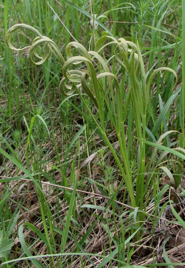 Изображение особи Falcaria vulgaris.