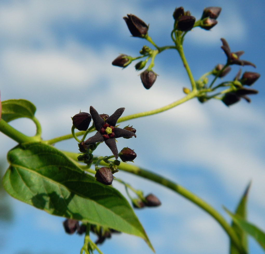 Image of Vincetoxicum scandens specimen.