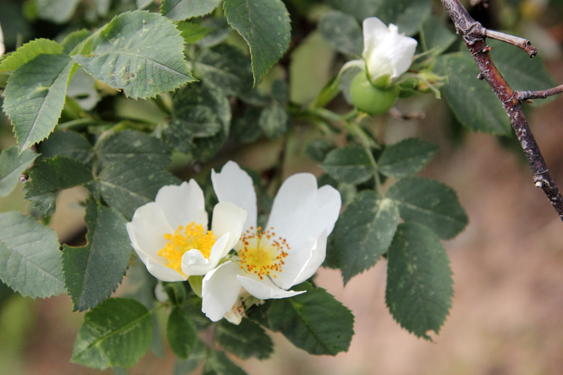 Image of Rosa achburensis specimen.