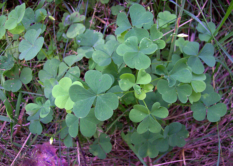 Изображение особи Oxalis stricta.