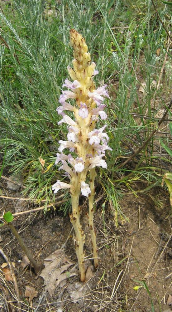 Image of Phelipanche arenaria specimen.