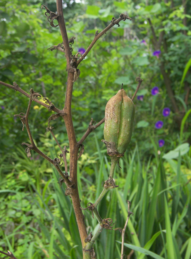 Image of Yucca filamentosa specimen.