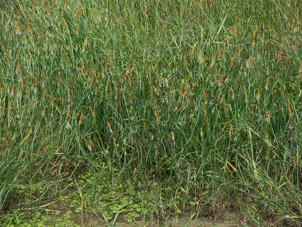 Image of Alopecurus aequalis specimen.