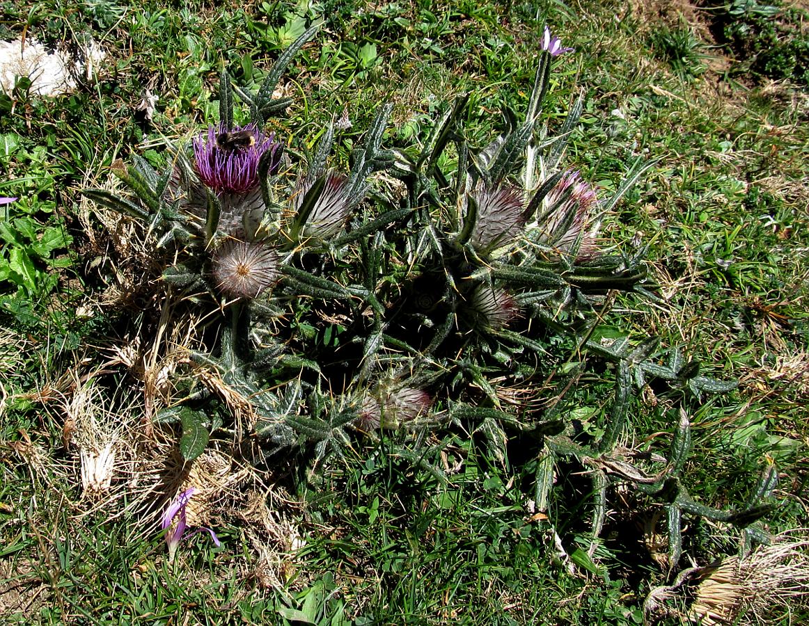 Изображение особи Cirsium richterianum ssp. giraudiasii.