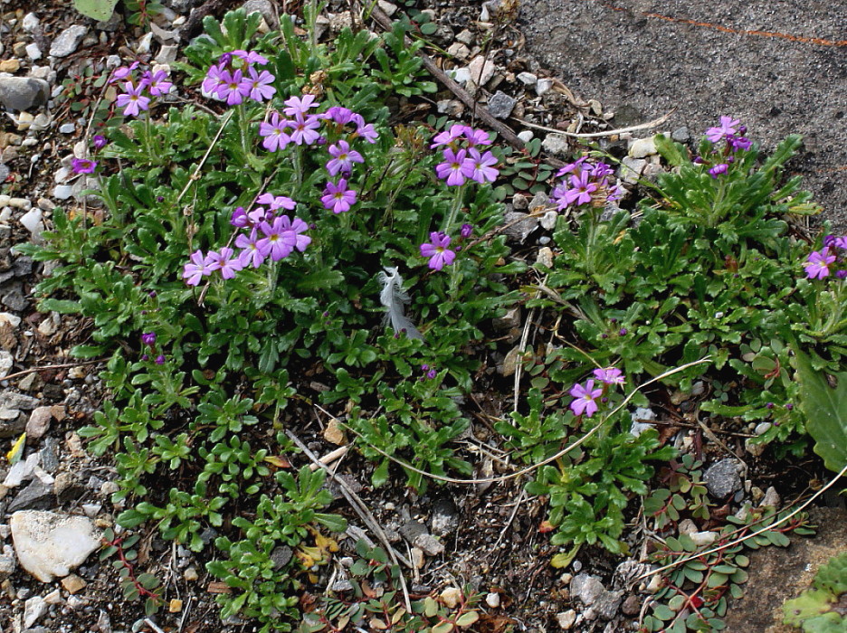 Image of Erinus alpinus specimen.