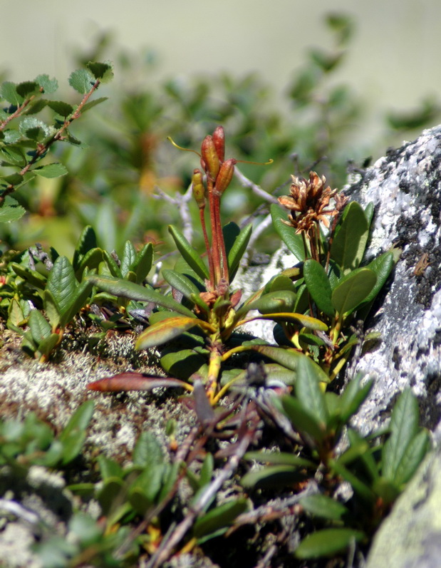 Image of Rhododendron aureum specimen.