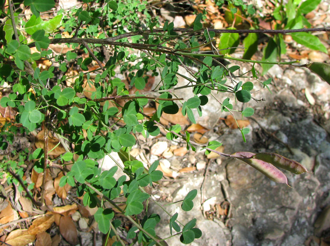 Изображение особи Cytisus sessilifolius.