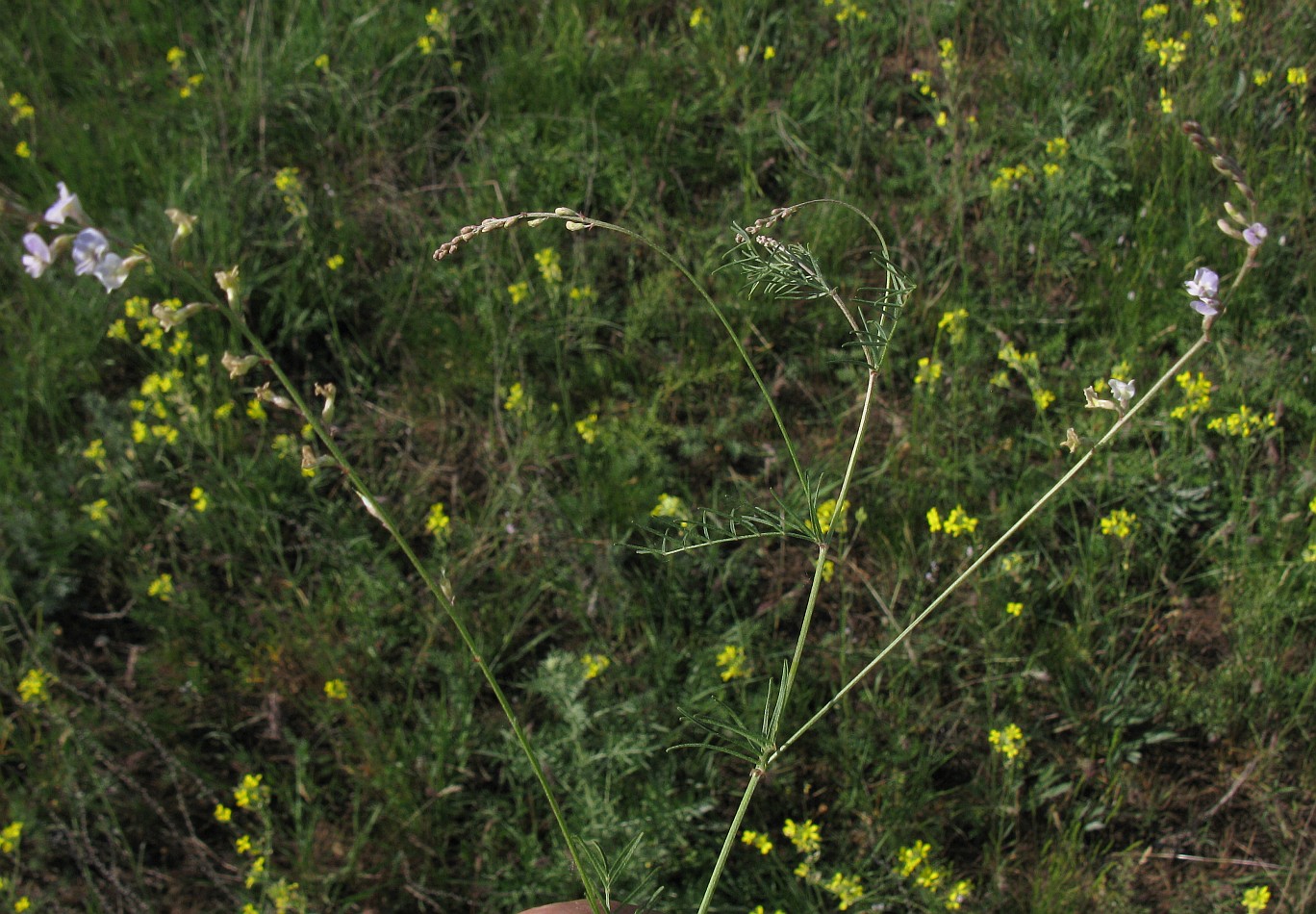 Изображение особи Astragalus austriacus.