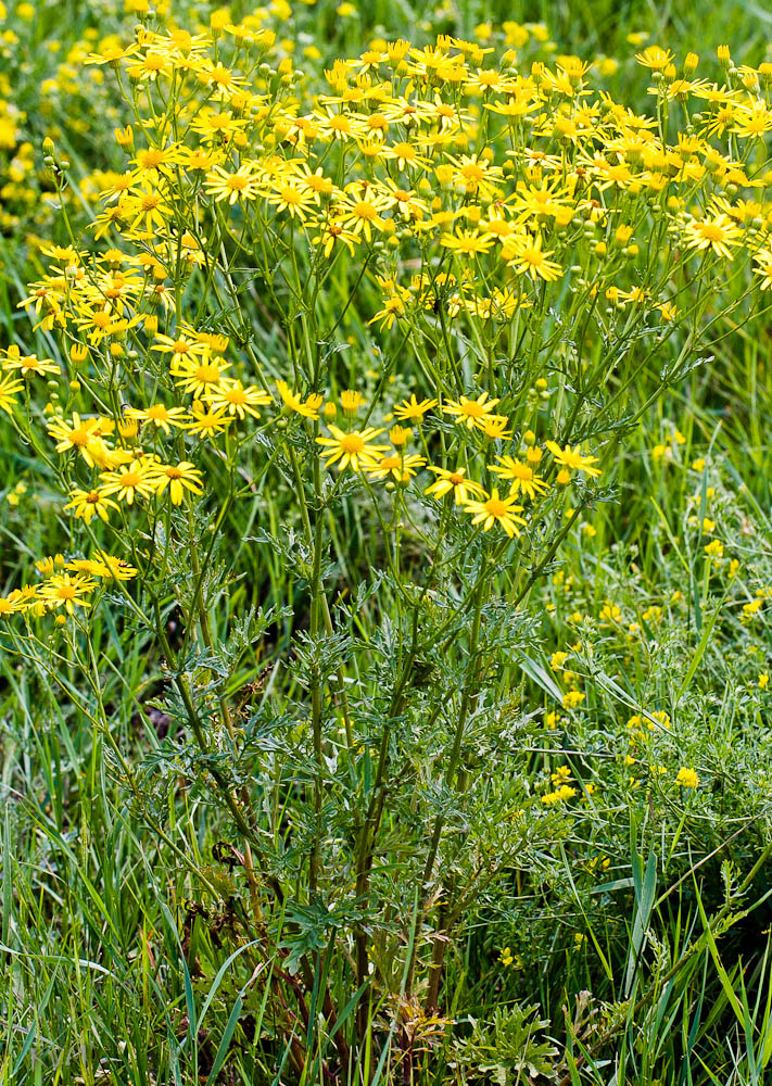 Изображение особи Senecio jacobaea.