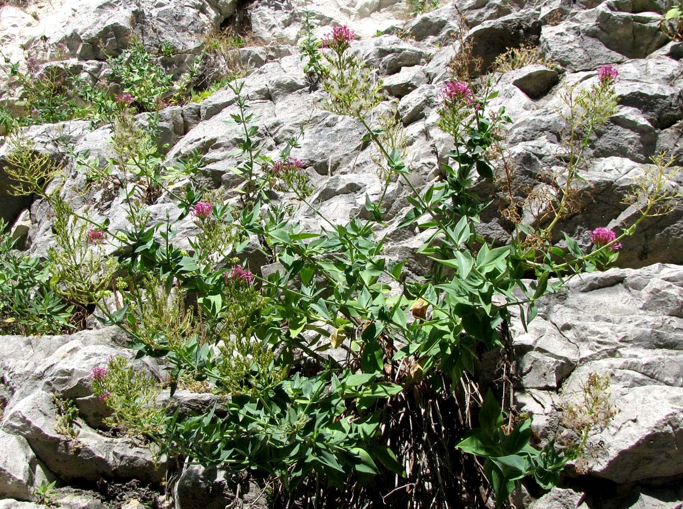 Image of Centranthus ruber specimen.