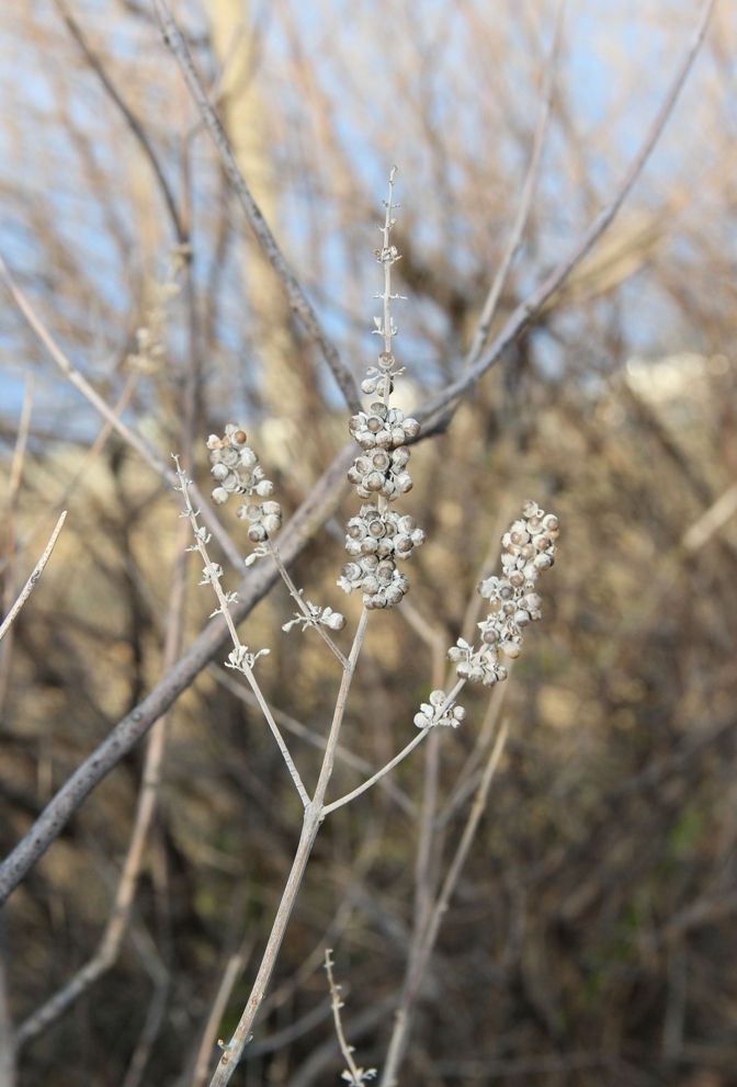 Image of Vitex agnus-castus specimen.