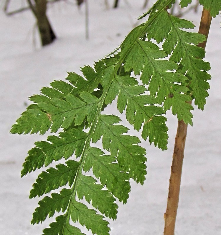 Image of Dryopteris carthusiana specimen.