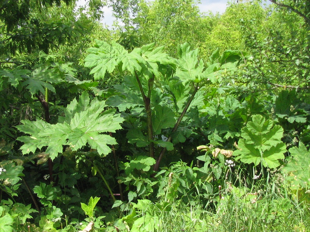 Image of Heracleum sosnowskyi specimen.