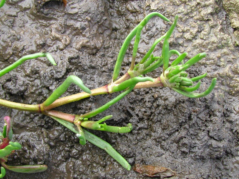 Image of genus Spergularia specimen.