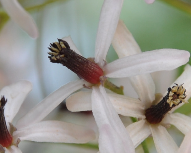 Image of Melia azedarach specimen.