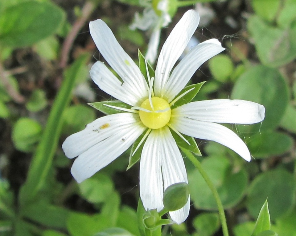 Image of Stellaria holostea specimen.