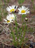 genus Tripleurospermum