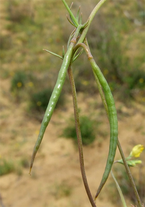 Image of Hypecoum pendulum specimen.