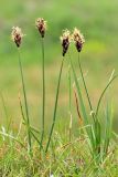 Carex stenophylla. Цветущие растения. Ростовская обл., Неклиновский р-н, Лакедемоновское с/п, Беглицкая коса. 21.04.2013.