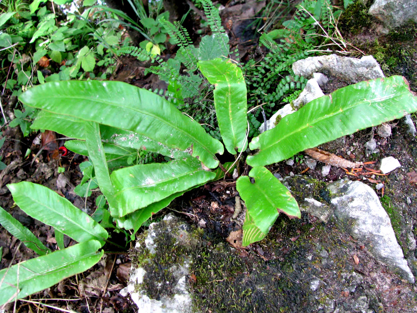 Image of Phyllitis scolopendrium specimen.