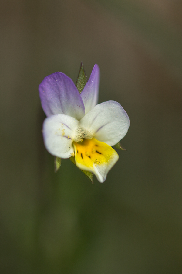 Image of genus Viola specimen.