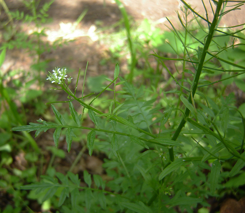 Изображение особи Cardamine impatiens.